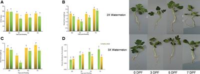 Physiological, biochemical, and metabolic changes in diploid and triploid watermelon leaves during flooding